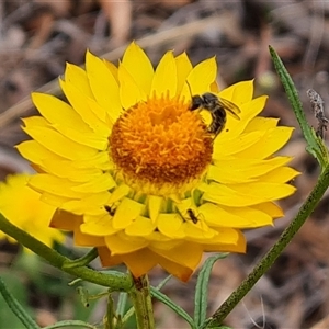 Xerochrysum viscosum at Isaacs, ACT - 7 Nov 2024 09:13 AM