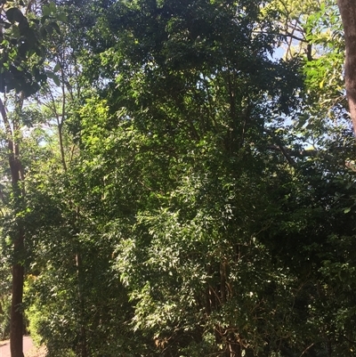 Harpullia pendula (Tulipwood) at Whitfield, QLD - 7 Nov 2024 by JasonPStewartNMsnc2016