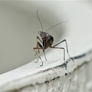 Mantidae (family) adult or nymph at Weston, ACT - 7 Nov 2024 12:57 PM