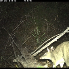 Perameles nasuta (Long-nosed Bandicoot) at Shannondale, NSW - 8 Oct 2024 by PEdwards