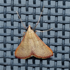 Endotricha ignealis (A Pyralid moth (Endotrichinae)) at Harrison, ACT - 5 Nov 2024 by DPRees125