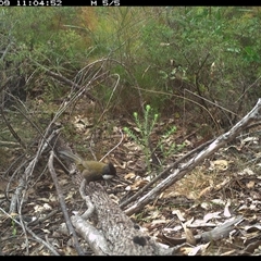 Psophodes olivaceus (Eastern Whipbird) at Shannondale, NSW - 9 Oct 2024 by PEdwards