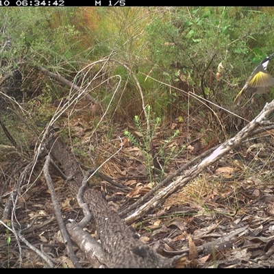 Phylidonyris niger (White-cheeked Honeyeater) at Shannondale, NSW - 10 Oct 2024 by PEdwards