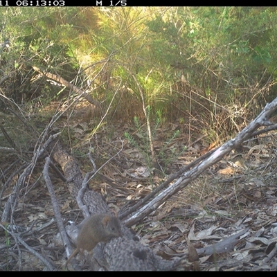 Unidentified Antechinus at Shannondale, NSW - 10 Oct 2024 by PEdwards