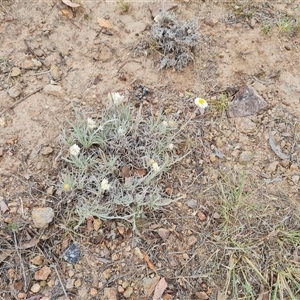 Leucochrysum albicans subsp. tricolor at Isaacs, ACT - 7 Nov 2024 09:09 AM