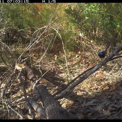 Malurus lamberti (Variegated Fairywren) at Shannondale, NSW - 11 Oct 2024 by PEdwards