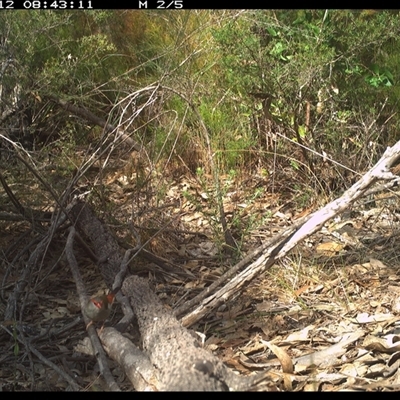 Neochmia temporalis (Red-browed Finch) at Shannondale, NSW - 12 Oct 2024 by PEdwards