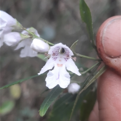 Prostanthera lasianthos (Victorian Christmas Bush) at Bermagui, NSW - 27 Sep 2024 by TheCrossingLand