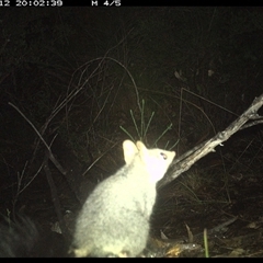 Phascogale tapoatafa (Brush-tailed Phascogale) at Shannondale, NSW - 12 Oct 2024 by PEdwards