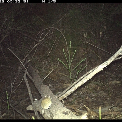 Perameles nasuta at Shannondale, NSW - 22 Oct 2024 by PEdwards