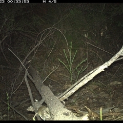 Perameles nasuta at Shannondale, NSW - 22 Oct 2024 by PEdwards