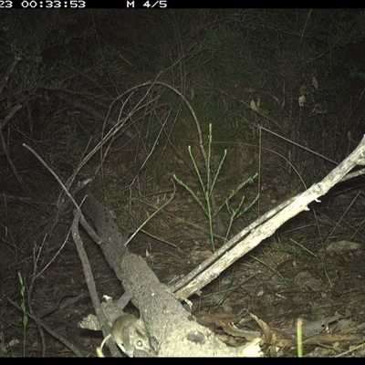 Perameles nasuta at Shannondale, NSW - 22 Oct 2024 by PEdwards