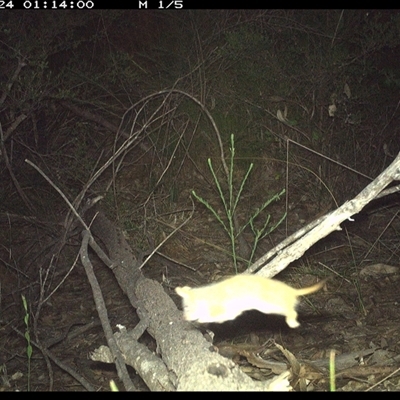 Unidentified Other Mammal at Shannondale, NSW - 24 Oct 2024 by PEdwards