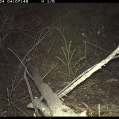 Perameles nasuta at Shannondale, NSW - 23 Oct 2024 by PEdwards