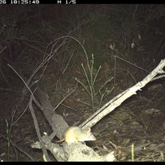 Unidentified Other Small Marsupial at Shannondale, NSW - 26 Oct 2024 by PEdwards