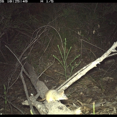 Unidentified Other Small Marsupial at Shannondale, NSW - 26 Oct 2024 by PEdwards