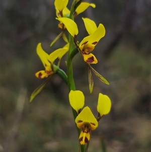 Diuris sulphurea at Jingera, NSW - suppressed