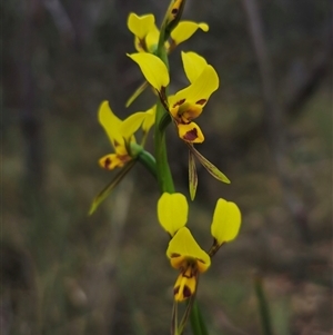 Diuris sulphurea at Jingera, NSW - suppressed