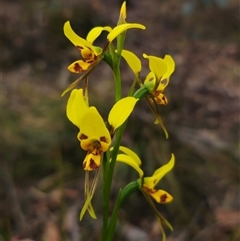 Diuris sulphurea at Jingera, NSW - suppressed