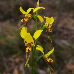 Diuris sulphurea at Jingera, NSW - suppressed