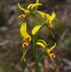 Diuris sulphurea at Jingera, NSW - suppressed