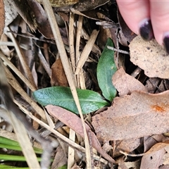 Chiloglottis sp. (A Bird/Wasp Orchid) at Jingera, NSW - 7 Nov 2024 by Csteele4