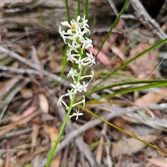 Stackhousia monogyna (Creamy Candles) at Jingera, NSW - 7 Nov 2024 by Csteele4