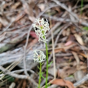 Stackhousia monogyna at Jingera, NSW - 7 Nov 2024 04:42 PM