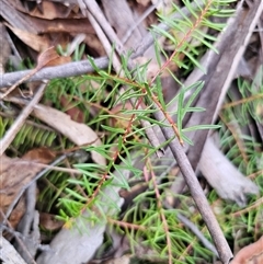 Persoonia chamaepeuce (Dwarf Geebung) at Jingera, NSW - 7 Nov 2024 by Csteele4