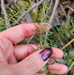 Persoonia chamaepeuce at Jingera, NSW - 7 Nov 2024 04:27 PM