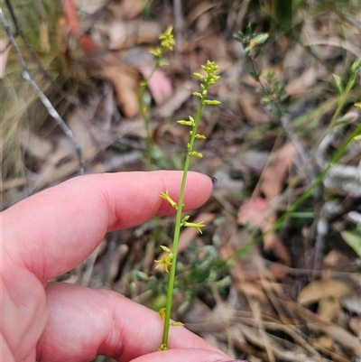 Stackhousia viminea (Slender Stackhousia) at Jingera, NSW - 7 Nov 2024 by Csteele4