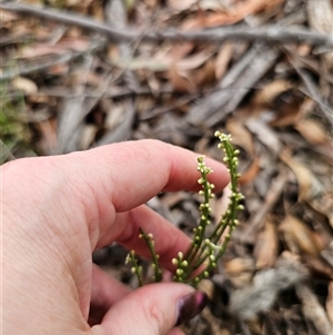 Choretrum pauciflorum at Jingera, NSW - 7 Nov 2024 03:55 PM