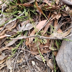 Choretrum pauciflorum at Jingera, NSW - 7 Nov 2024 03:55 PM