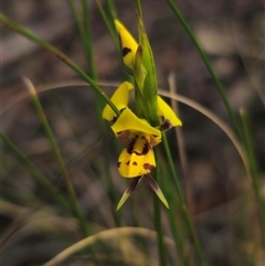 Diuris sulphurea (Tiger Orchid) at Jingera, NSW - 7 Nov 2024 by Csteele4