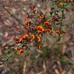 Daviesia ulicifolia subsp. ulicifolia (Gorse Bitter-pea) at Jingera, NSW - 7 Nov 2024 by Csteele4