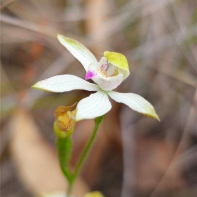 Caladenia moschata (Musky Caps) at Jingera, NSW - 7 Nov 2024 by Csteele4