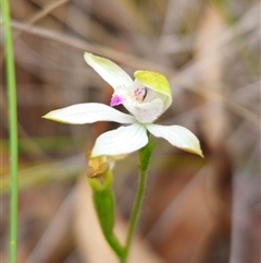 Caladenia moschata at Jingera, NSW - 7 Nov 2024