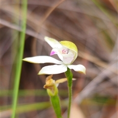 Caladenia moschata at Jingera, NSW - 7 Nov 2024