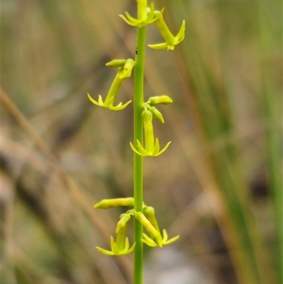 Stackhousia viminea (Slender Stackhousia) at Jingera, NSW - 7 Nov 2024 by Csteele4