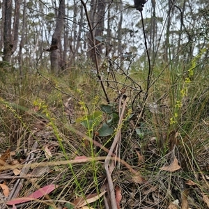 Stackhousia viminea at Jingera, NSW - 7 Nov 2024 03:38 PM