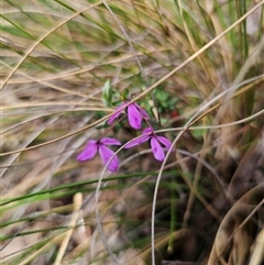 Tetratheca bauerifolia (Heath Pink-bells) at Jingera, NSW - 7 Nov 2024 by Csteele4