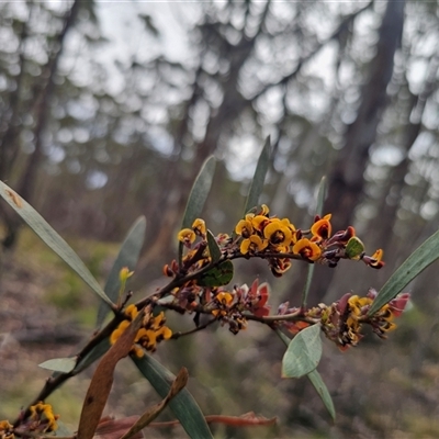 Daviesia suaveolens at Jingera, NSW - 7 Nov 2024 by Csteele4