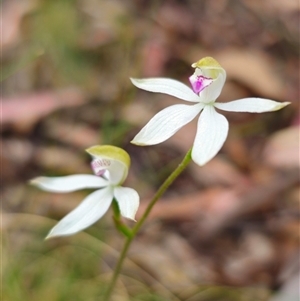 Caladenia moschata at Jingera, NSW - suppressed