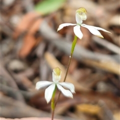 Caladenia moschata at Jingera, NSW - suppressed