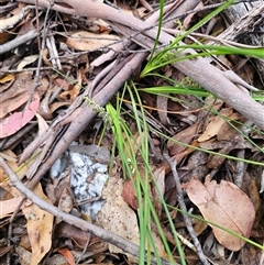 Lomandra filiformis subsp. filiformis at Jingera, NSW - 7 Nov 2024