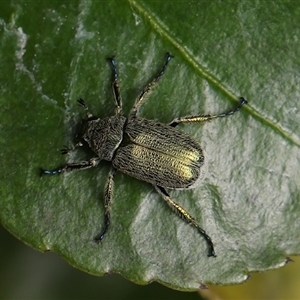 Diphucephala sp. (genus) at Monash, ACT - suppressed