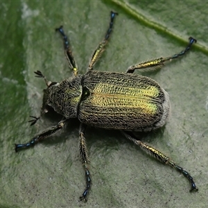 Diphucephala sp. (genus) at Monash, ACT - suppressed