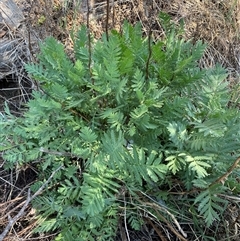 Tanacetum vulgare (Tansy) at Mitchell, ACT - 6 Nov 2024 by SteveBorkowskis