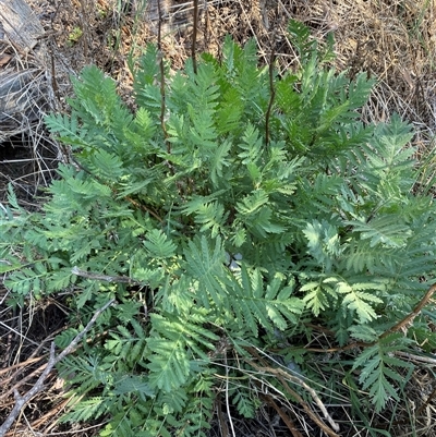 Tanacetum vulgare (Tansy) at Mitchell, ACT - 6 Nov 2024 by SteveBorkowskis