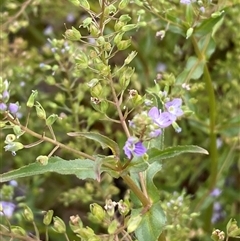 Veronica anagallis-aquatica (Blue Water Speedwell) at Whitlam, ACT - 7 Nov 2024 by SteveBorkowskis